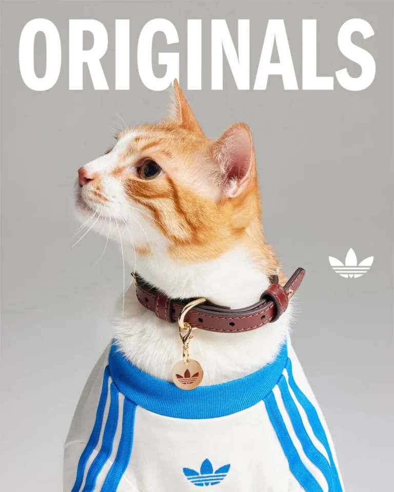 Adidas lança coleção esportiva para pets: design e inovação no mercado pet