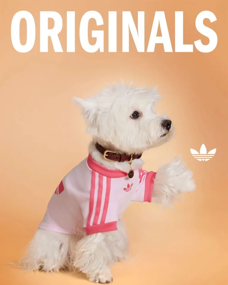 Adidas lança coleção esportiva para pets: design e inovação no mercado pet
