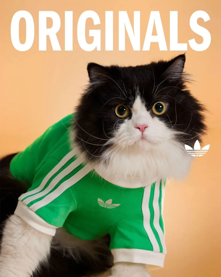 Adidas lança coleção esportiva para pets: design e inovação no mercado pet