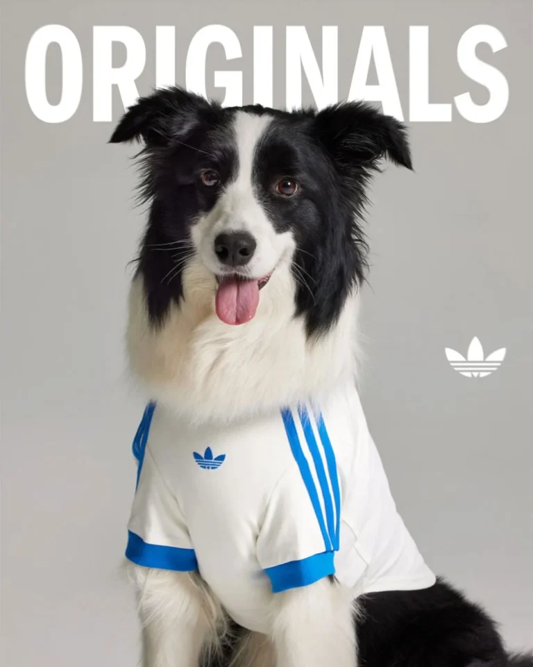 Adidas lança coleção esportiva para pets: design e inovação no mercado pet
