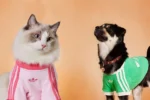 Conheça a Trefoil Pet Collection da Adidas, roupas e acessórios esportivos para pets. Inovação em design e branding para o mercado pet em expansão. Confira!