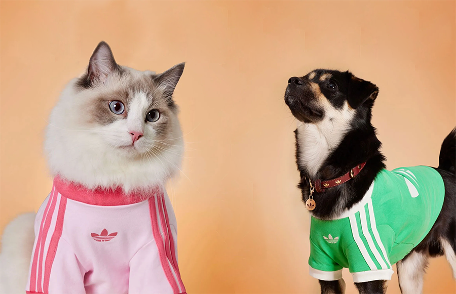 Conheça a Trefoil Pet Collection da Adidas, roupas e acessórios esportivos para pets. Inovação em design e branding para o mercado pet em expansão. Confira!