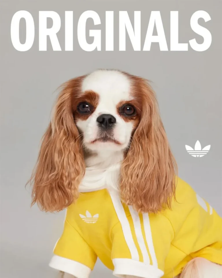 Conheça a Trefoil Pet Collection da Adidas, roupas e acessórios esportivos para pets. Inovação em design e branding para o mercado pet em expansão. Confira!