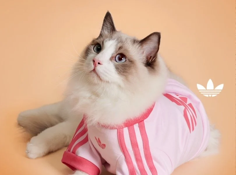 Conheça a Trefoil Pet Collection da Adidas, roupas e acessórios esportivos para pets. Inovação em design e branding para o mercado pet em expansão. Confira!